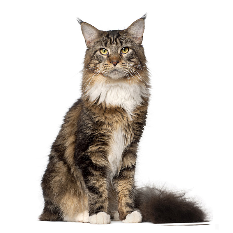 maine coon macska